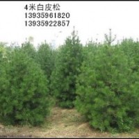 出售花椒苗 國槐 白皮松