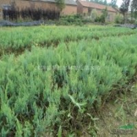 沙地柏小苗 灑金柏小苗、劍麻小苗、水臘、薔薇小苗