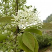 流蘇小苗 灑金柏小苗、劍麻小苗、水臘、薔薇小苗