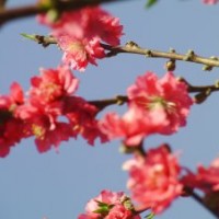綠化苗木