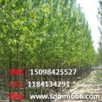 常年大量供應(yīng)供應(yīng)毛白楊國(guó)槐、白蠟、柳樹、椿樹、合歡、欒樹等各