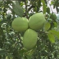 木瓜苗管理技術(shù)，木瓜苗嫁接方法