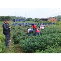 玉林地區(qū)供應(yīng)速生杉苗組培苗 最新的杉苗品種8年就可成材畝產(chǎn)量可