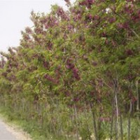 中喜香花槐