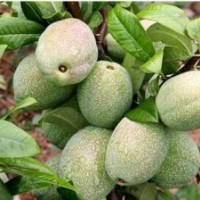 沂州木瓜苗、木瓜1-8公分大苗