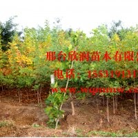 河北邢臺(tái)欣潤(rùn)苗木大量供應(yīng)白蠟 6公分