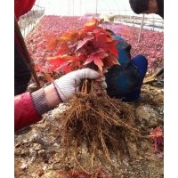 大量出售美國紅楓、紅點紅楓、紅冠紅楓小苗