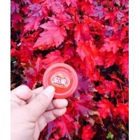 出售美國紅楓、紅點紅楓、紅冠紅楓小苗
