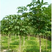 大量供應(yīng)七葉樹（娑羅樹）、 核桃樹、皂角樹