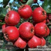 山楂苗供應，沂蒙山楂，大五棱山楂大金星山楂