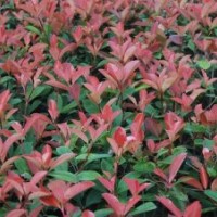 2016 紅葉石楠
