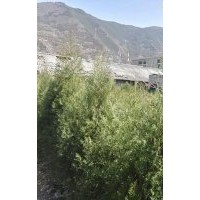 出售岷江柏樹小苗，岷江柏苗，價(jià)格面議，質(zhì)量保證