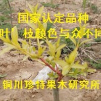 絲綿木新品種；金枝玉葉絲綿木