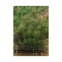 白皮松、白皮松價(jià)格、油松、側(cè)柏