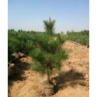 臨沂黑松種植基地供應(yīng)黑松苗木