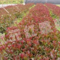供應(yīng)紅葉石楠