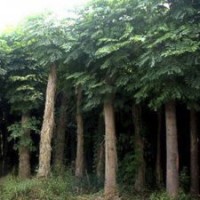 山東國槐低價格批發(fā)找榮盛綠園苗木
