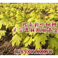 普林斯頓黃金楓杯苗，接穗