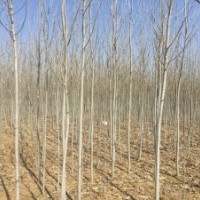 出售雄性毛白楊樹苗窄冠一號(hào)樹苗2～8公分大量有貨