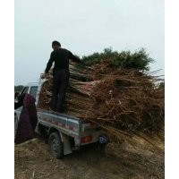 低價供應：速生法桐，法桐苗，法桐扦插