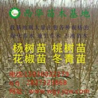 低價出售花椒苗、桃樹苗、梨樹苗、速生楊樹苗、欒樹苗、冬青苗