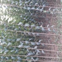 速生楊樹苗花椒苗桃樹苗泡桐冬青苗大葉女貞低價(jià)處理大量供應(yīng)
