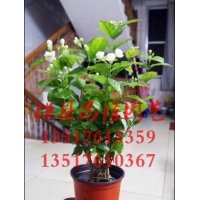 供應雙瓣茉莉花苗 茉莉花地苗