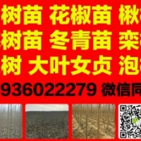 速生楊樹苗花椒苗桃樹苗泡桐冬青苗大葉女貞欒樹楸樹便宜賣