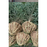 涇源云杉