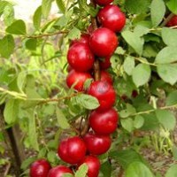 山西虎子苗木合作社出售【鈣果苗，中華鈣果苗】