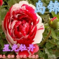 觀賞牡丹盆栽牡丹菏澤牡丹花苗洛陽(yáng)牡丹苗