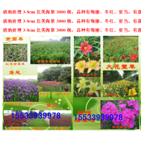 北美海棠、德國鳶尾、白玉簪