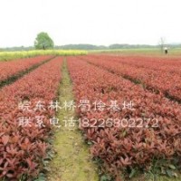 紅葉石楠