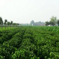 黃楊廣玉蘭桂花石楠各種小苗萬種苗木