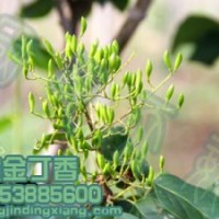 黃金丁香黃花丁香的生長習性