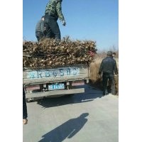 1年生核桃實生苗（高30公分以上）20萬株