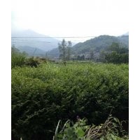 紅豆杉小苗，基地直銷，數(shù)量多