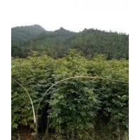 湖北楓香，湖北木荷，湖北杉木，湖北青楓，湖北羅漢松，湖北青錢