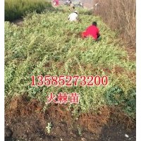 火棘苗價格高度40-50公分火棘大苗價格優(yōu)惠江蘇火棘苗產地價格