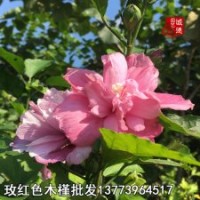 觀賞食用木槿花苗工程綠化苗夏季花開不斷木槿樹苗量大基地直銷