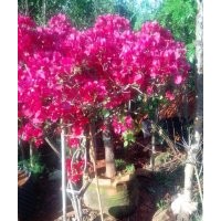 葉子花（亞蘭/中國(guó)紅）