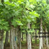 法桐