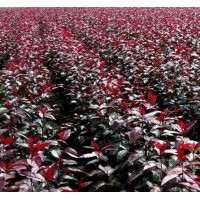 臨沂果樹苗臨沂海棠苗臨沂苗木價(jià)格