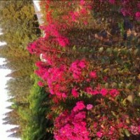 紅火球、紅火箭小苗