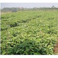 供應(yīng)香樟小苗、樟樹(shù)小苗、綠化苗木種子