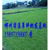 郴州草皮價(jià)格