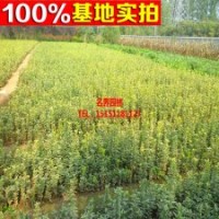 基地直銷 金葉黃楊 小苗 大苗