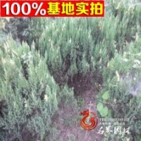 綠化用苗 灌木類【花柏球】花柏苗