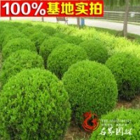 基地直銷綠化工程苗 小葉黃楊球 小葉黃楊
