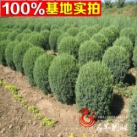 供應(yīng)常綠苗木 刺柏 刺柏球 物美價廉